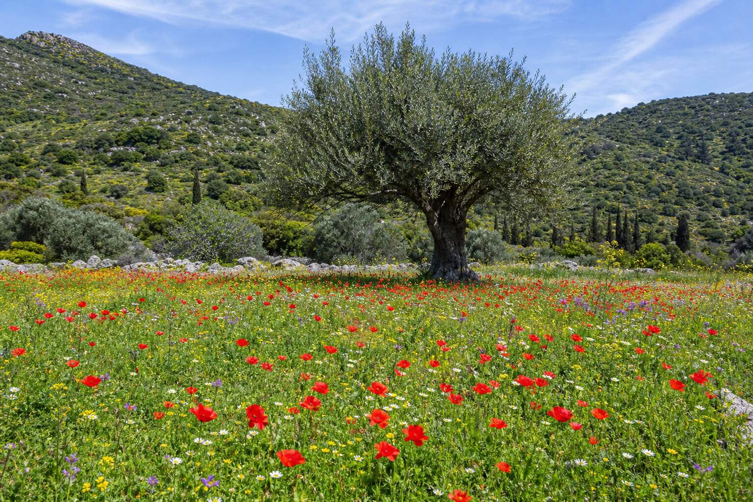 Blühende Mohn- und Wildblumenwiese mit Olivenbaum vor grünen Hügeln